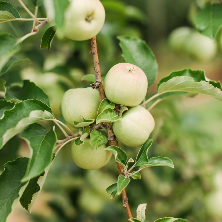13 Georgia Apple Orchards You Should Visit This Fall